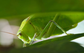Grasshopper displays God's creativity.